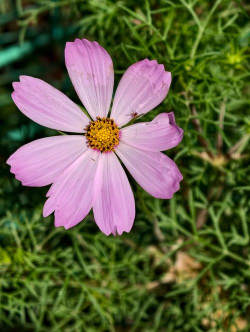 Free Vibrant pink cosmos bloom captured outdoors, showcasing natural beauty in Almaty, Kazakhstan. Stock Photo