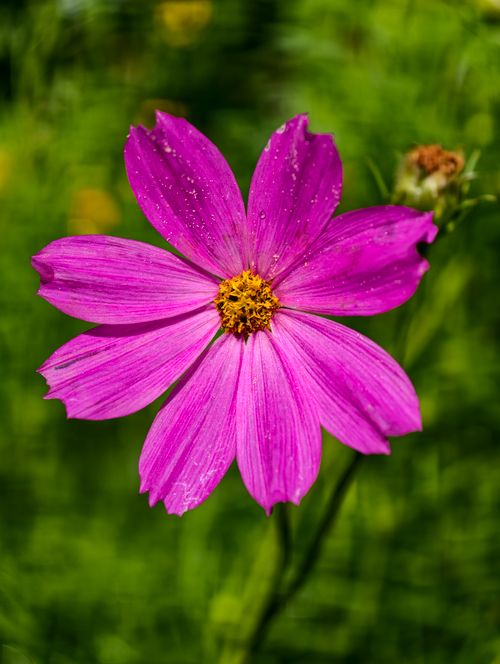 Free Close-up of a vibrant pink Cosmos flower against a green background, capturing the essence of summer beauty. Stock Photo