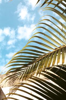 Vibrant palm leaves reaching towards a bright blue sky in a sunny tropical setting.