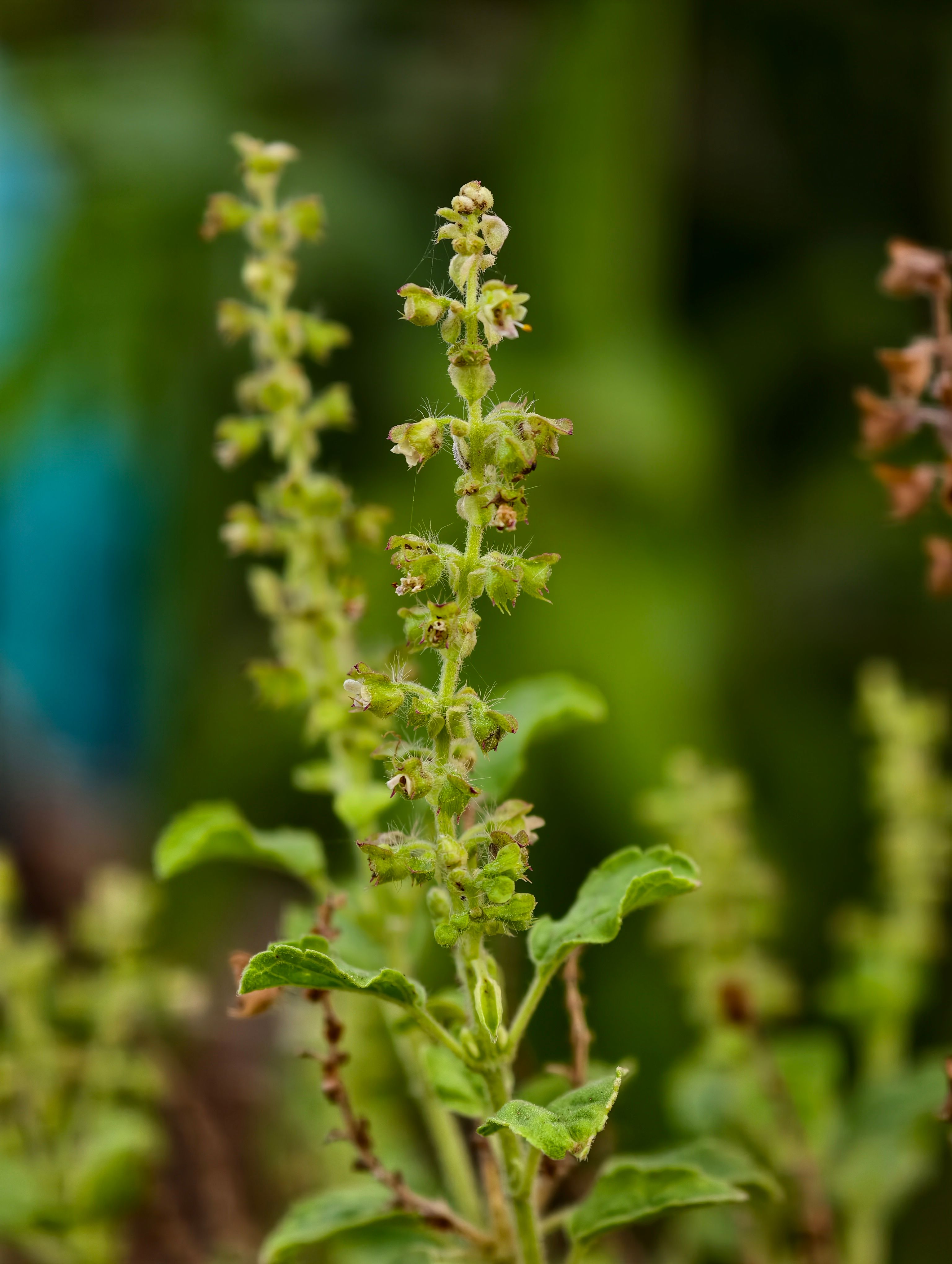 Close-up of holy basil plant with green blossoms against a blurred background.
