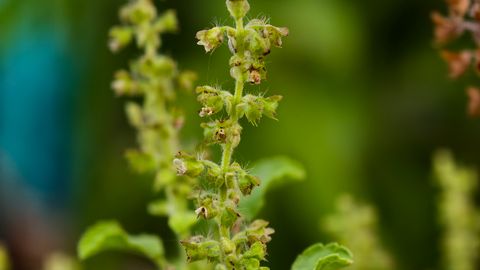 Close-up of holy basil plant with green blossoms against a blurred background.