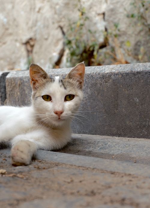 Free A serene white cat lying on stone pavement outdoors in Ayvalık, Türkiye. Stock Photo