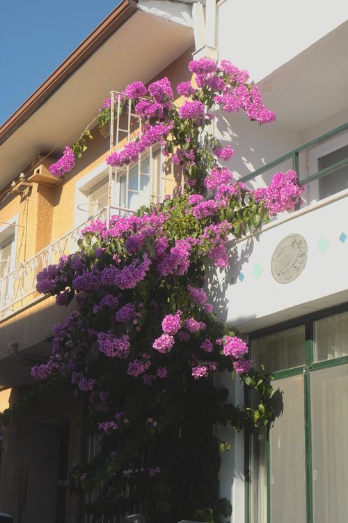 Free Vibrant bougainvillea climbing the facade of a house in Ayvalık, Türkiye, under clear sunny skies. Stock Photo