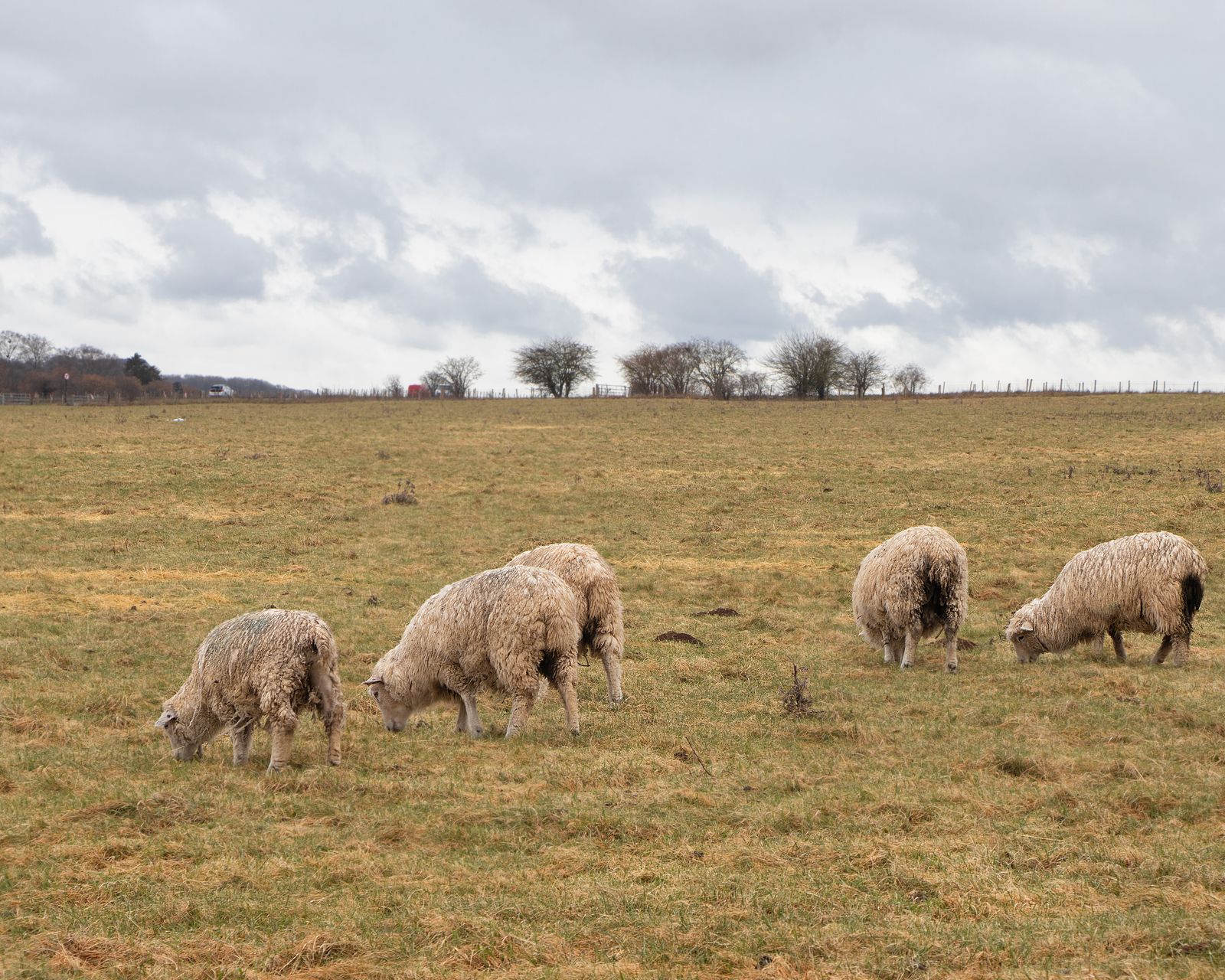 Sheep grazing in the countryside near Salisbury