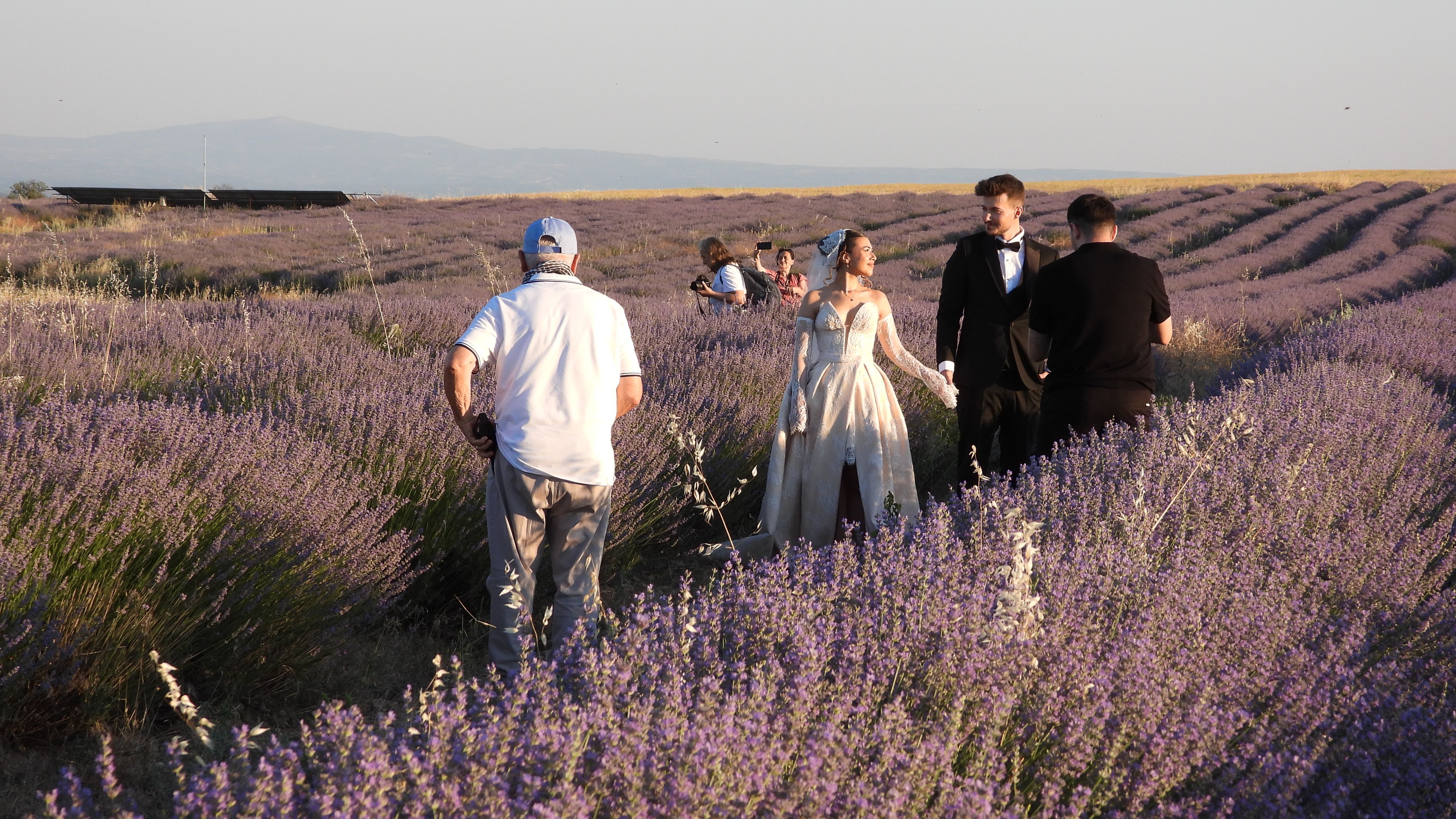 A wedding couple walking in a lavender field with photographers capturing the moment at sunset.