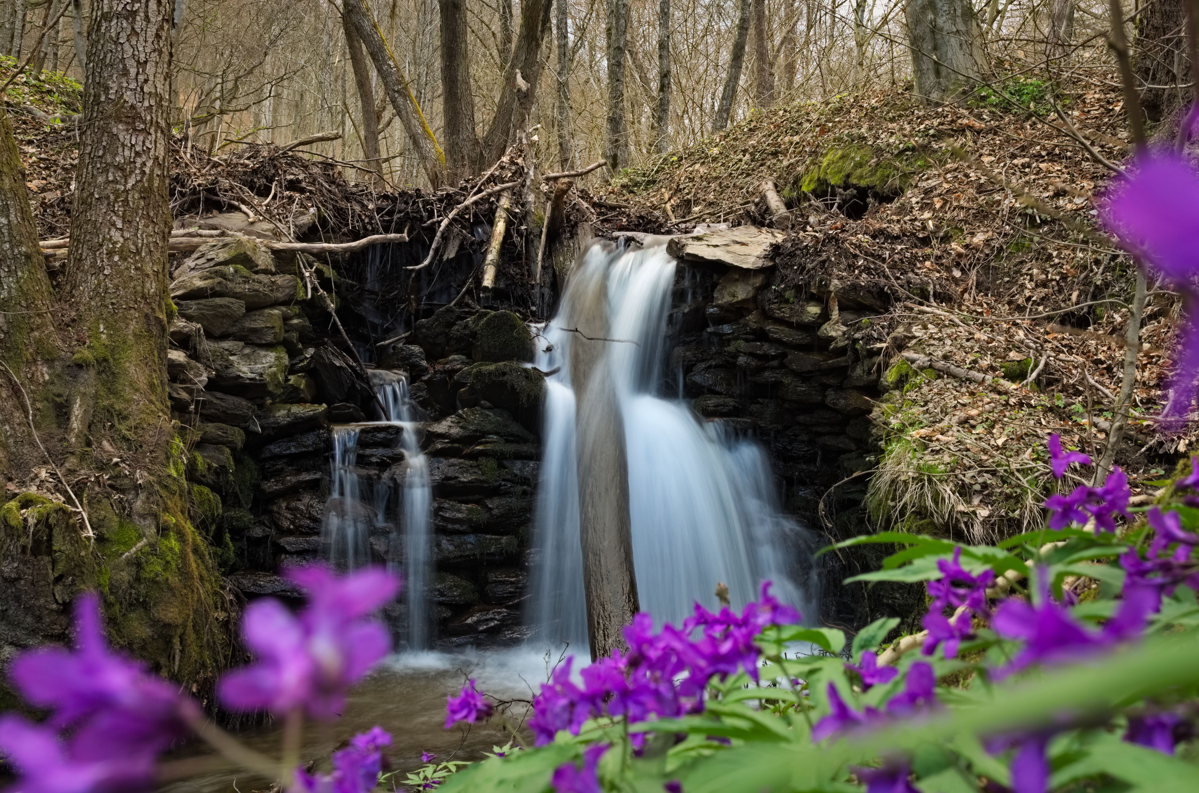 Captivating waterfall cascading through a Slovak forest with vibrant flowers in springtime.