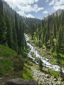 Beautiful mountain stream flowing through green pine forest in Almaty, Kazakhstan.