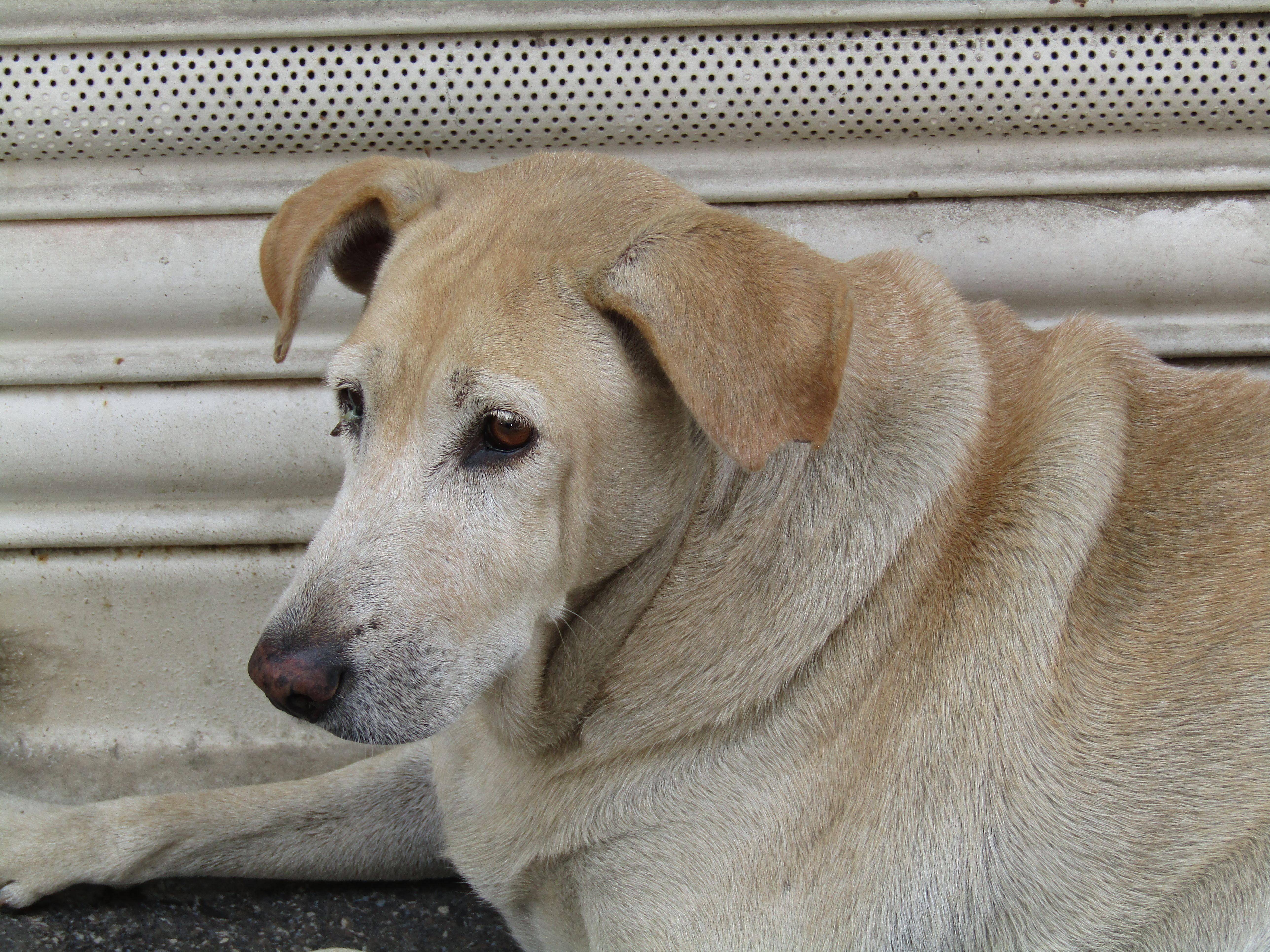 Elderly Labrador dog lying down, showing its calm demeanor and aging features.