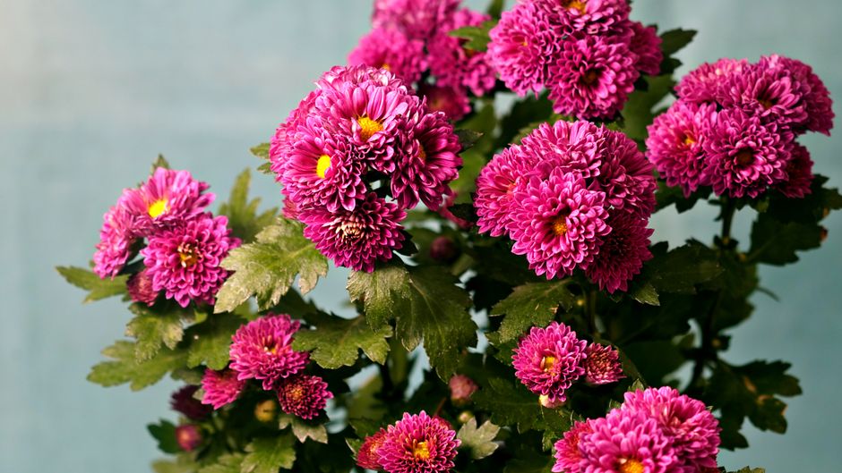 florists singapore