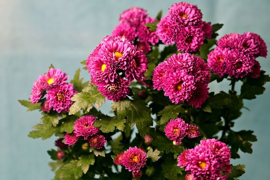 Beautiful close-up of pink Chrysanthemum flowers against a blue background, showcasing nature's vivid colors.