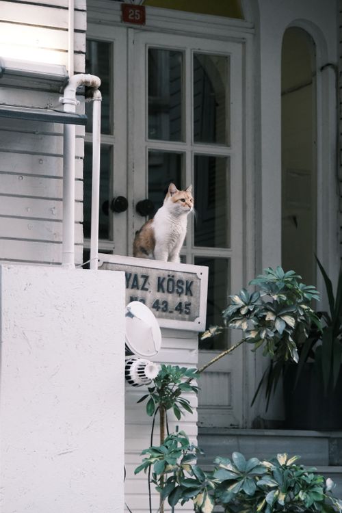 Free A calico cat sits on a balcony ledge in a charming Istanbul neighborhood. Stock Photo