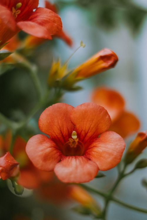 Free Stunning close-up of orange trumpet vine (Campsis radicans) flowers in bloom, perfect for botanical themes. Stock Photo