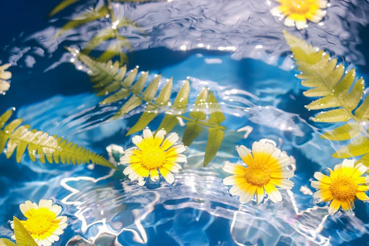 Fern Leaves And Daisies Floating On Water