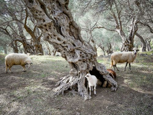 Free Sheep and lamb relaxing among ancient olive trees in a serene landscape. Stock Photo