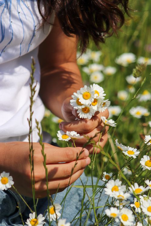 Free Close-up of a child picking fresh daisies in a sunny summer meadow. Stock Photo