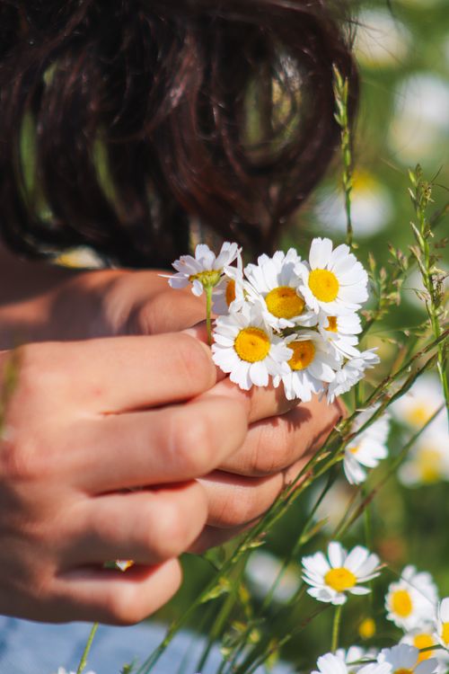 Free Close-up of hands picking daisies in a sunlit field, suggesting a serene summer day. Stock Photo