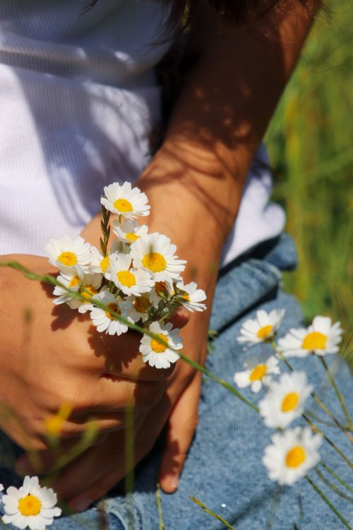 Free A close-up of a hand holding a fresh bouquet of wild daisies in a sunny outdoor setting. Stock Photo