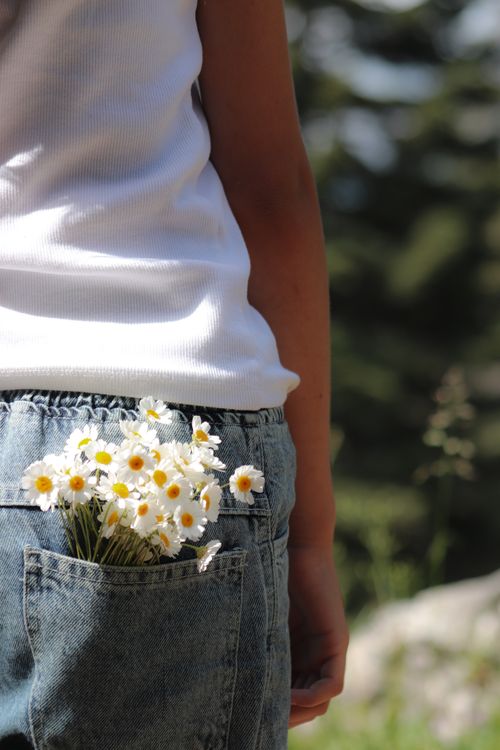 Free A vibrant image of daisies in a blue jeans pocket on a sunny day, capturing a fresh and carefree outdoor vibe. Stock Photo