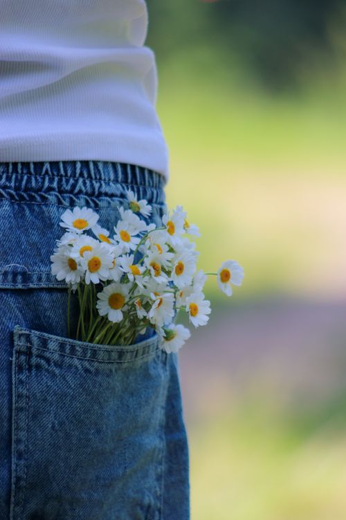 Free A close-up of daisies in a denim pocket, evoking a relaxed summer atmosphere. Stock Photo