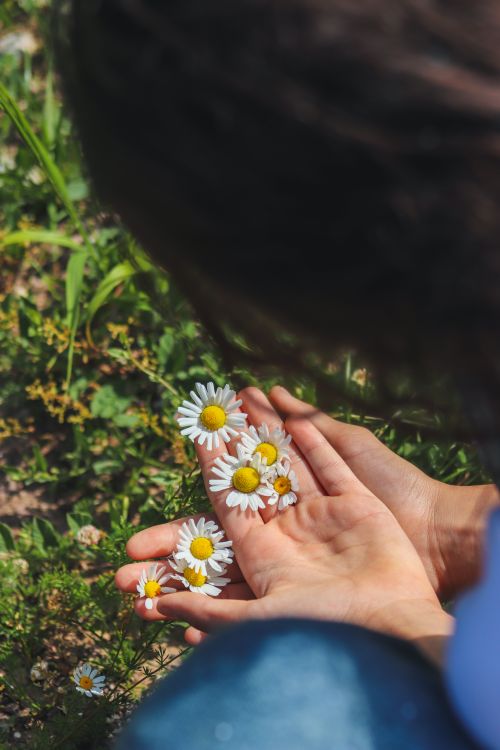Free Close-up of hands holding white daisies outdoors, capturing a serene summer moment. Stock Photo