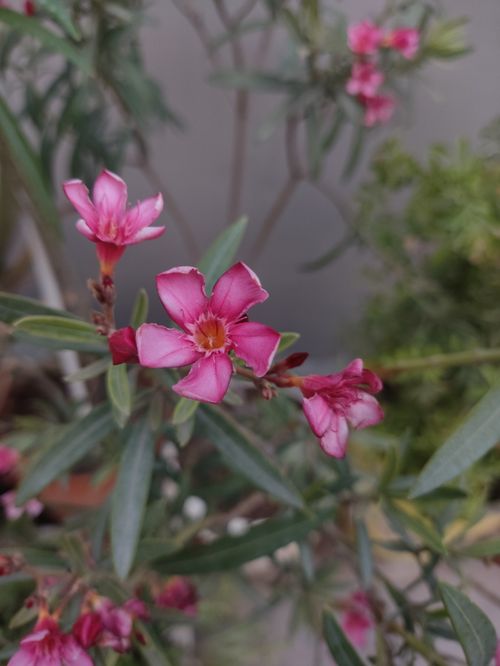Free Detailed shot of pink oleander flowers (Nerium oleander) with green leaves. Stock Photo