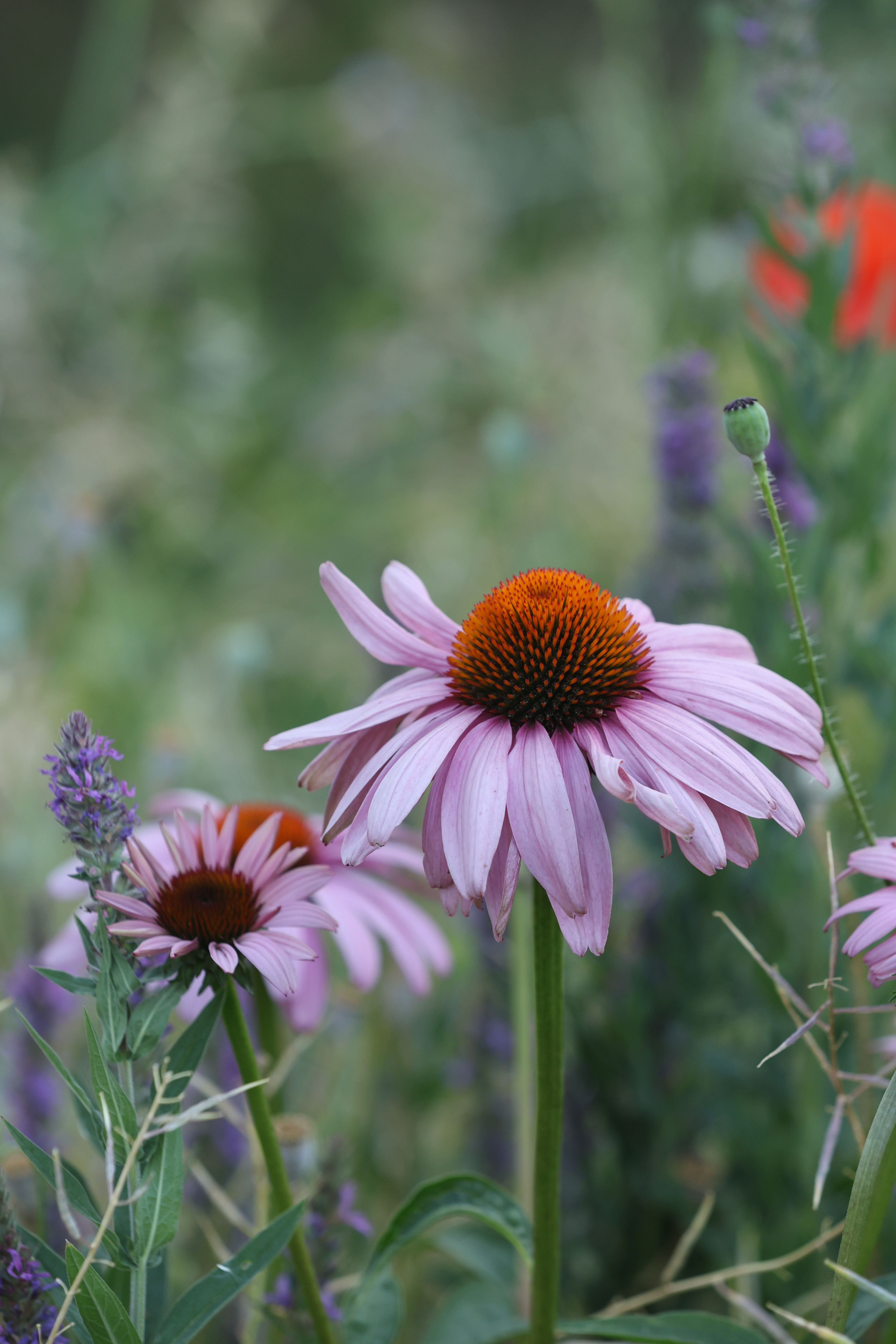 [ColoSach]-bright-pink-echinacea-flowers-in-a-lush-garden-setting,-showcasing-natural-beauty.