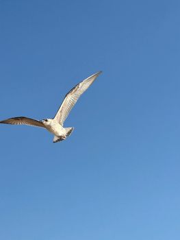 A lone seagull glides through a clear blue sky, captured mid-flight, symbolizing freedom.
