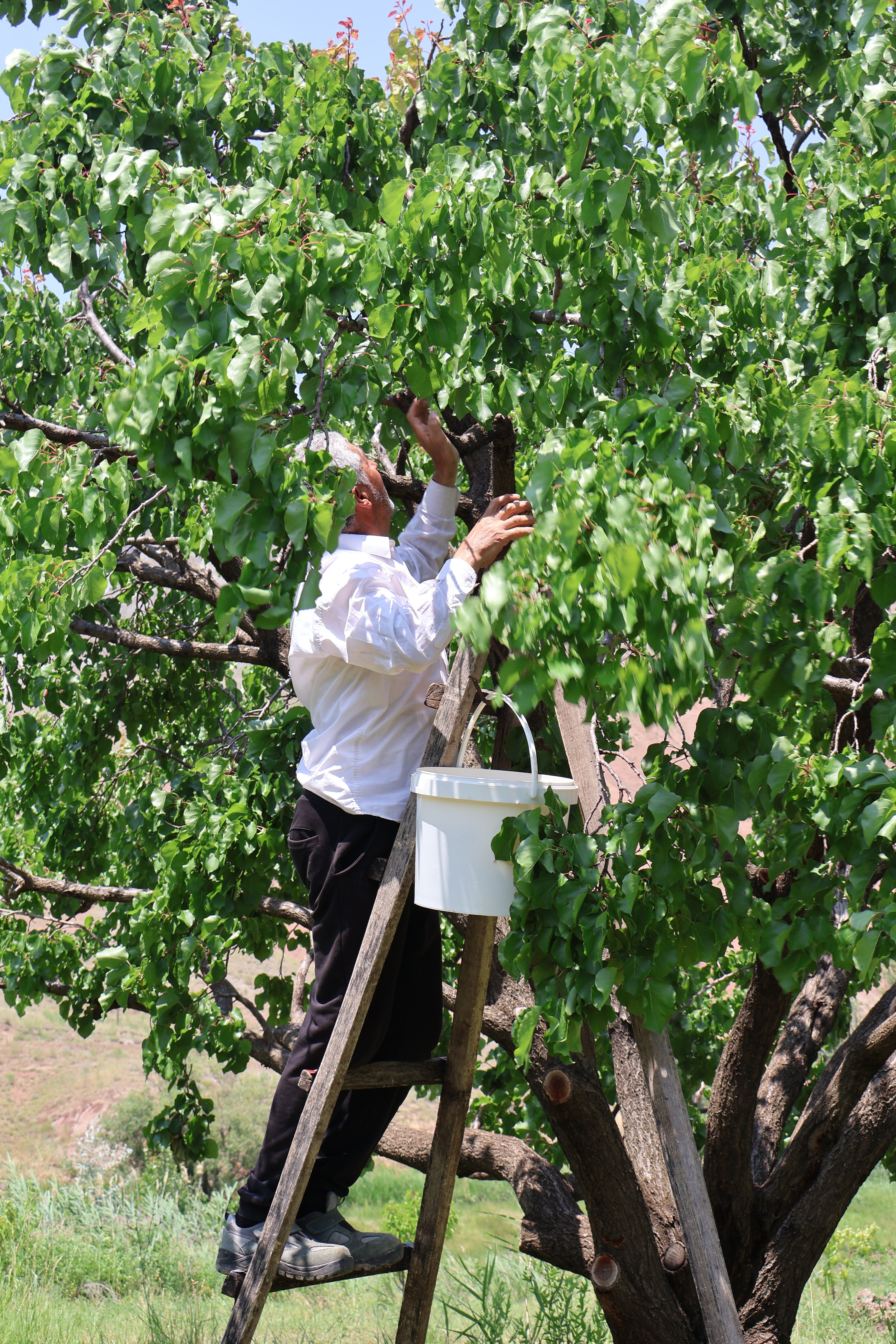A man on a ladder harvesting apricots from a tree in a sunny orchard.