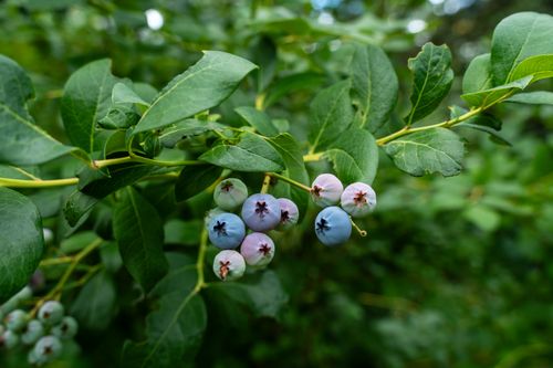 Free Vibrant blueberries hanging on lush green foliage in a natural setting. Stock Photo