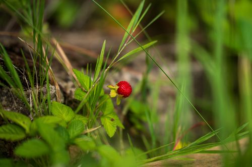 Free Vibrant wild strawberry plant surrounded by lush green foliage in Myślenice, Poland. Stock Photo
