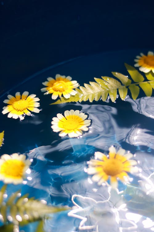 Crown Daisies and Fern Leaves Floating in Water