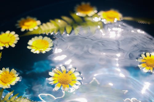 Daisies on Water Surface
