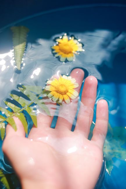 A close-up of a hand in water with floating yellow daisies and green leaves. Bright and serene.