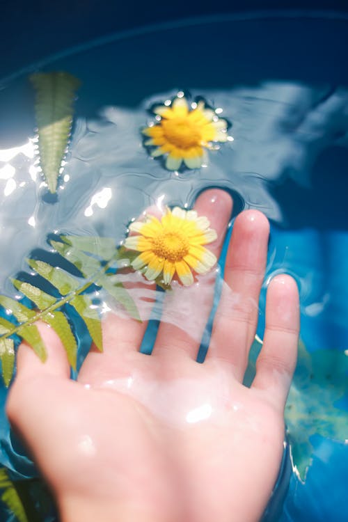 Hand Touching a Crown Daisy Flower Floating on Water
