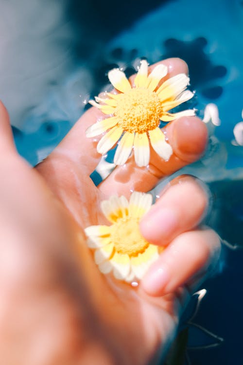 Person Holding White and Yellow Flowers