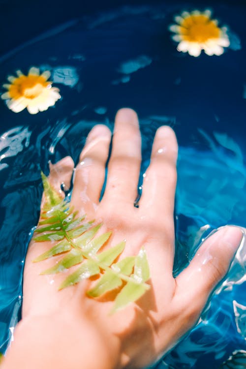Free Fern Leaf on a Person's Hand Stock Photo