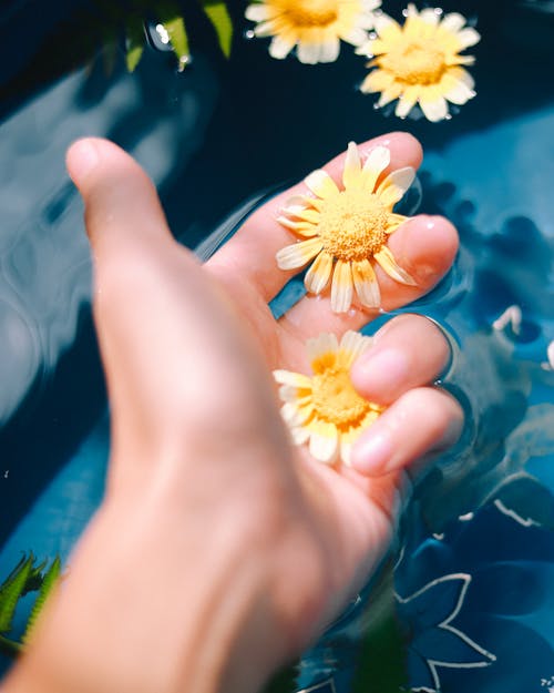 Crown Daisies on a Person's Hand