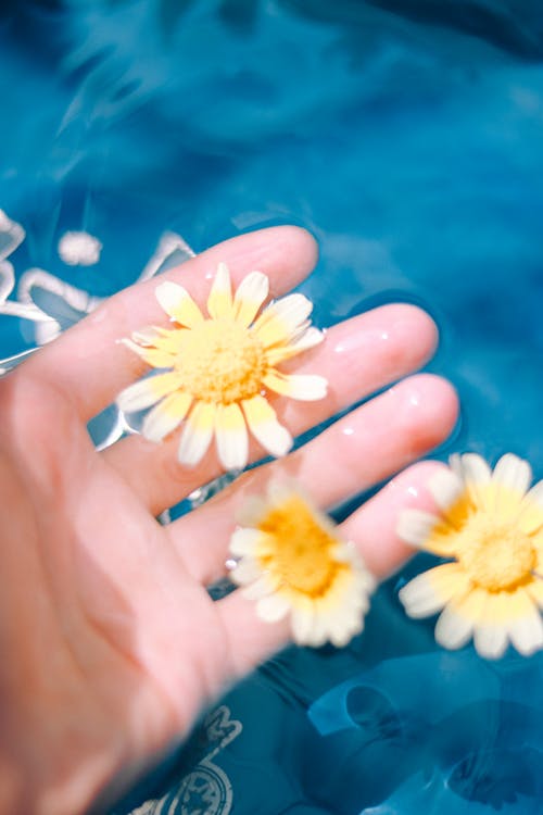 Person's Hand Holding Crown Daisies