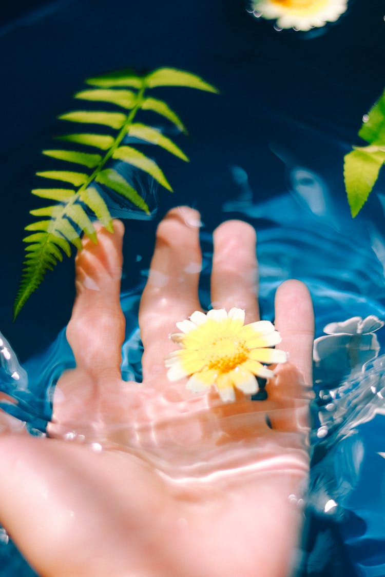 Crown Daisy Flower Floating Above A Person's Hand Underwater