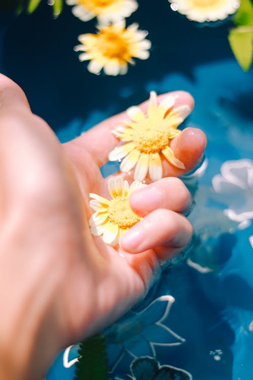 Free Flowers on a Person's Wet Hand Stock Photo