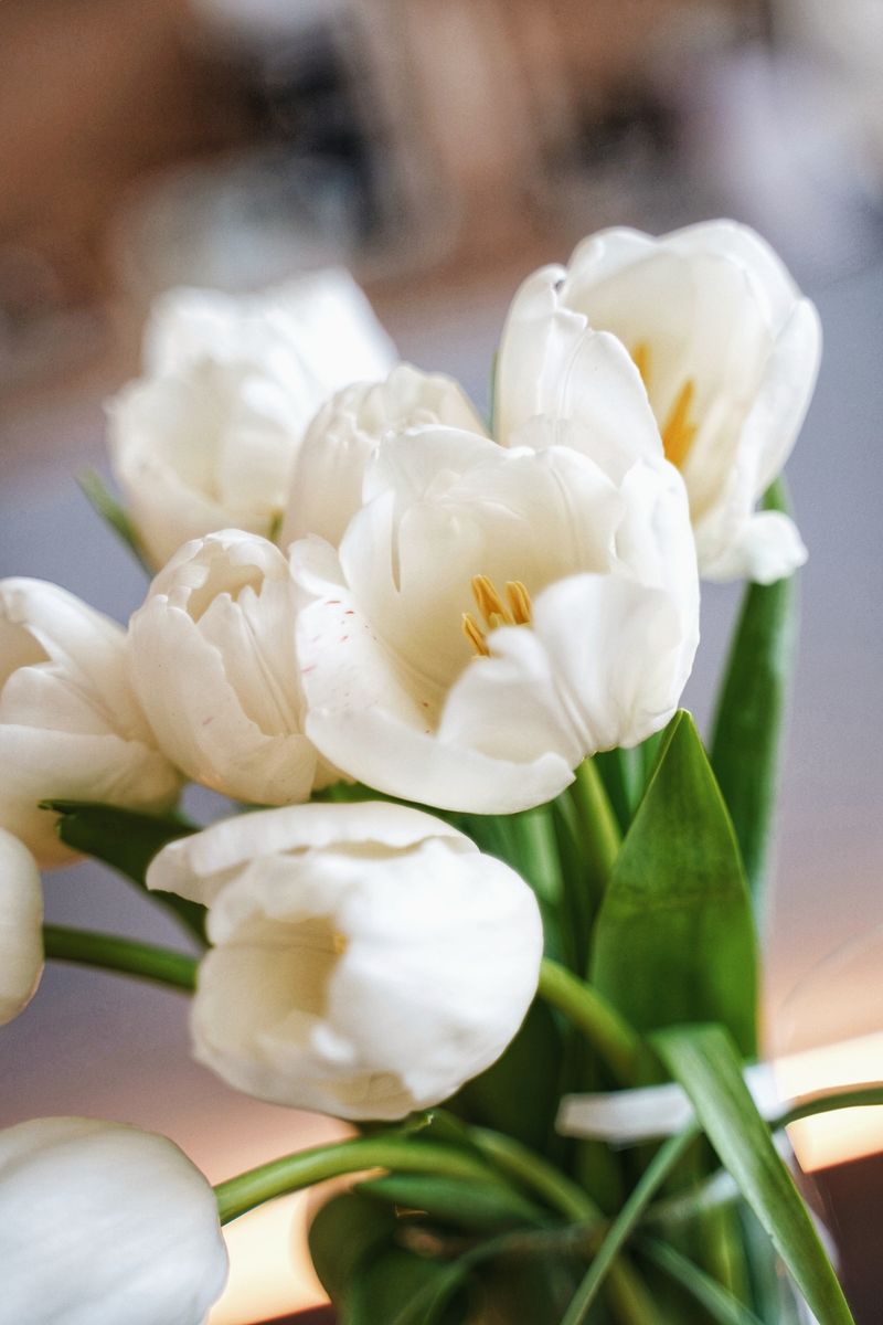 Capture the beauty of pure white tulips in soft focus. Perfect for spring and floral-themed projects.