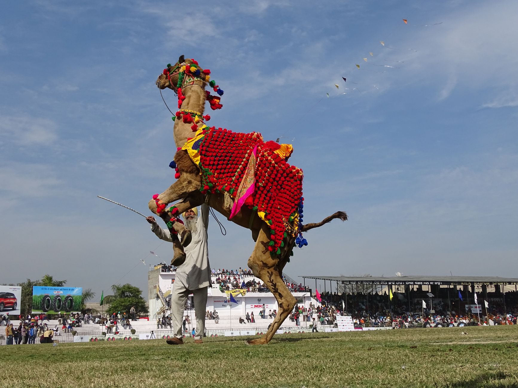 A decorated camel energetically rises during an outdoor festival with spectators.
