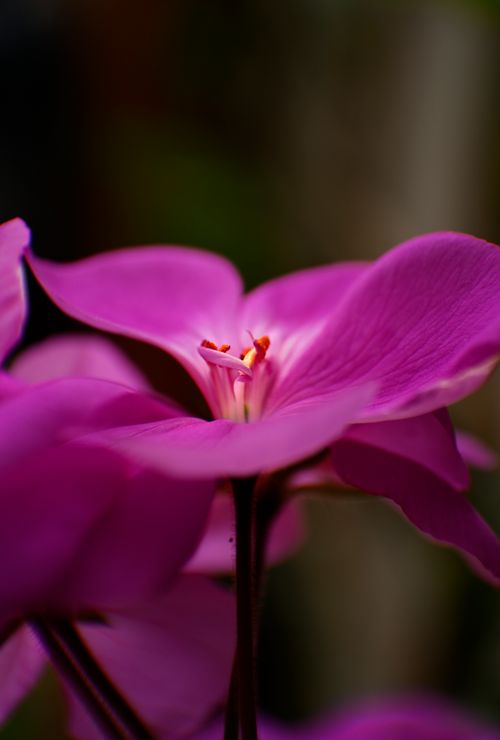 Free A detailed macro shot of a pink flower in Mexico City, showcasing vibrant petals. Stock Photo