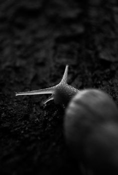 Black and white image capturing a snail on textured tree bark in CDMX, Mexico.