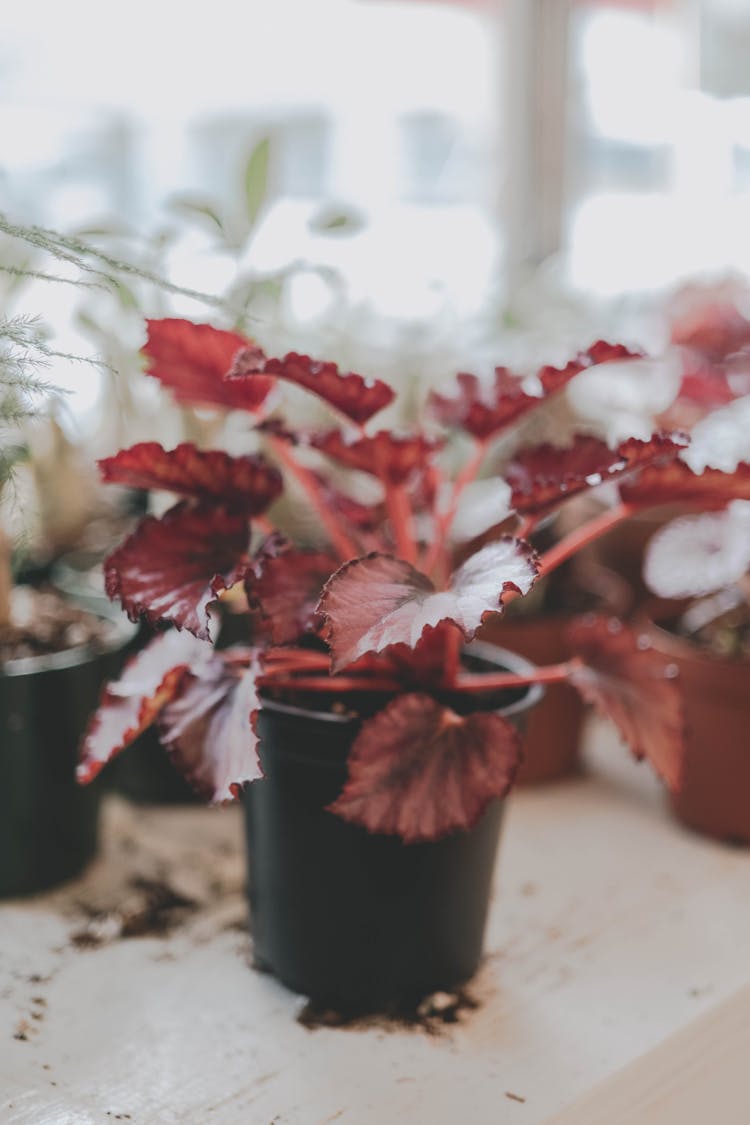 Rex Begonia Plant On Pot