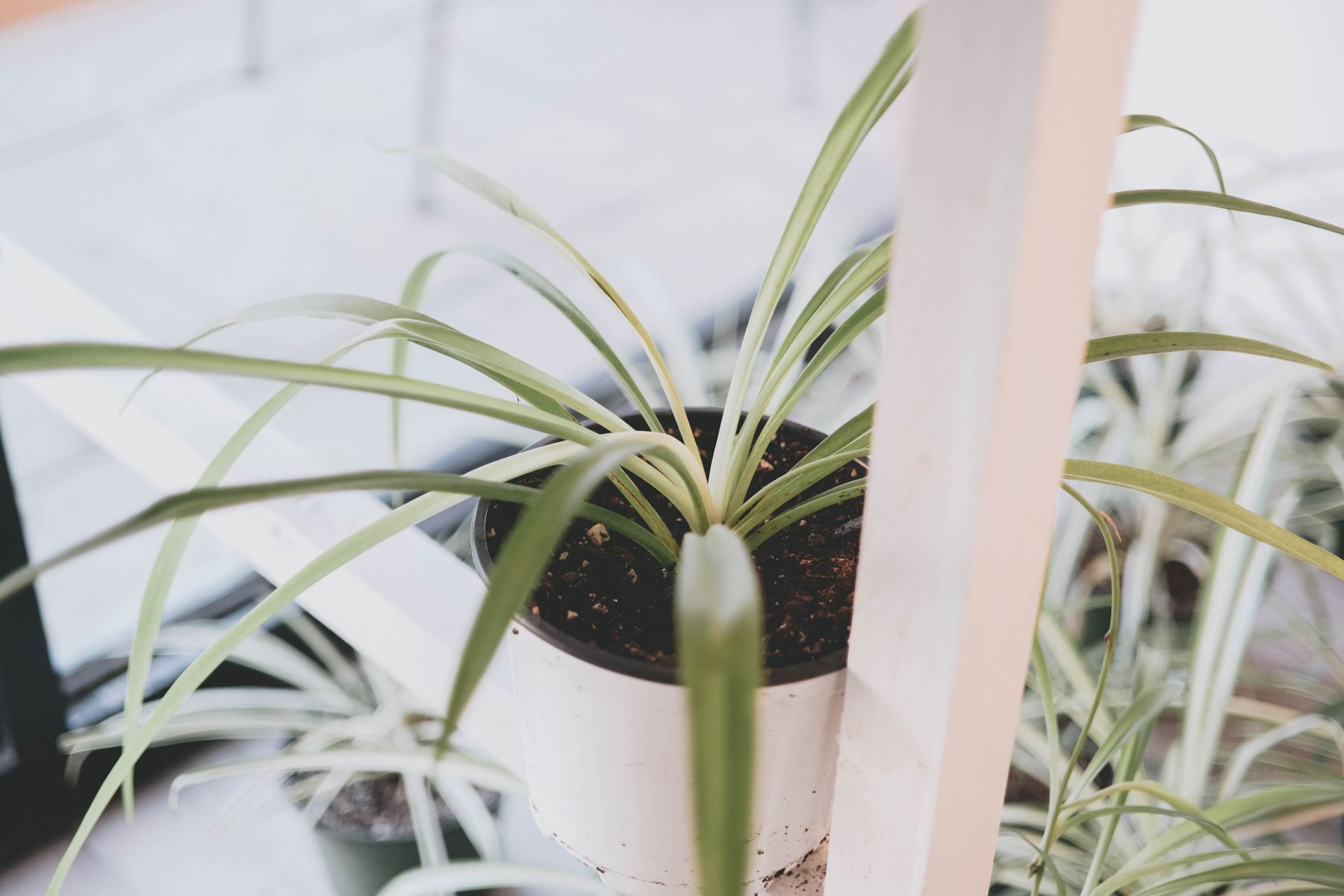 Simple Spider Plant Care Simple Spider Plant Care
