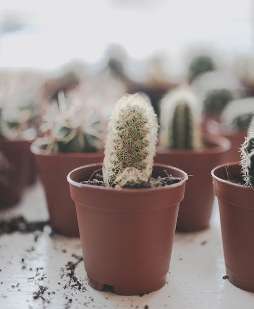 Cactus Vert En Pot D'argile Brune