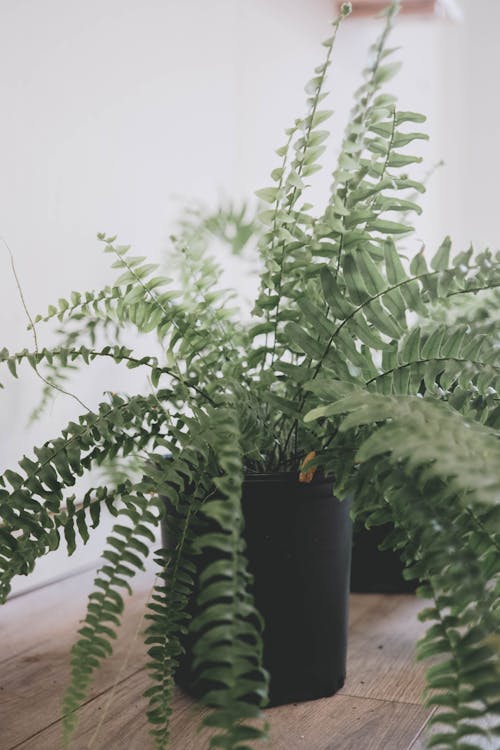 Groene Plant Op Zwarte Pot