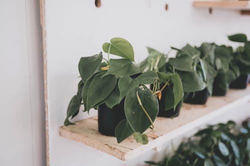 Kostenloses Stock Foto zu Herzblatt-Philodendron, nahansicht, pflanzen