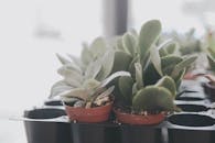 窗台上阳光明媚，棕色花盆里的多肉植物特写